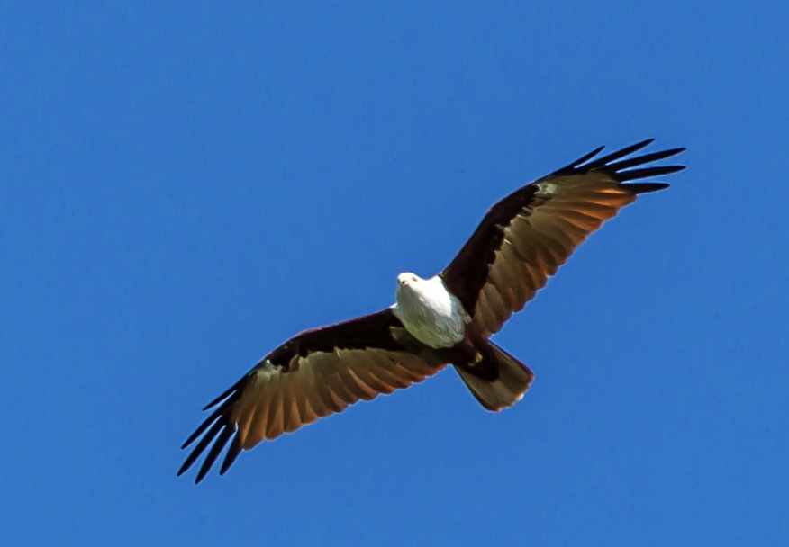 While I Wait I Learn to Soar