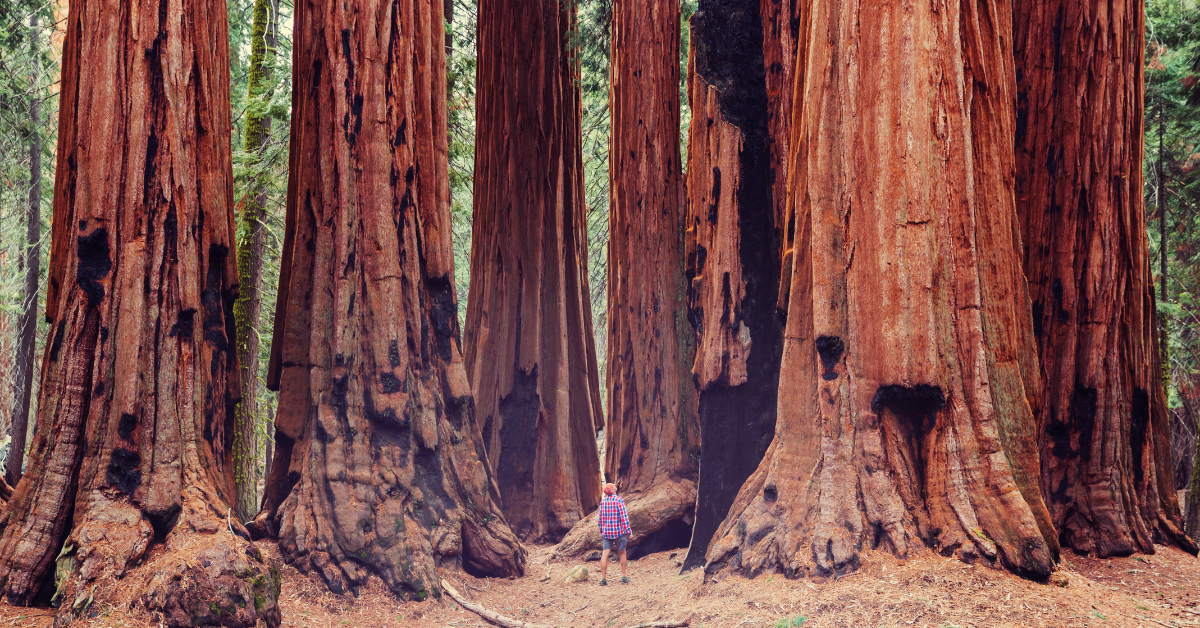 Grounded in Faith: Finding Your Redwoods